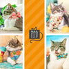 Cat Collar + Flower Set - "Bon Voyage" - Rifle Paper Co® World Traveler Postage Stamps Cat Collar + Peach Felt Flower (Detachable)