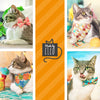 Cat Collar + Flower Set - "Cabana Crush" - Monstera Tropical Cat Collar w/ Fuchsia Felt Flower (Detachable)