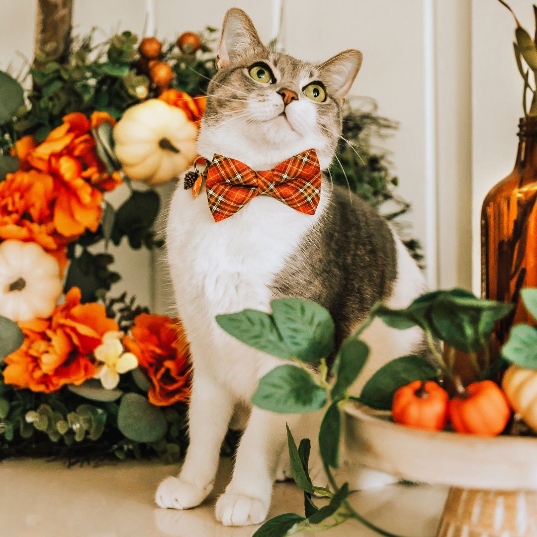 Pet Bow Tie - "Pecan Praline" - Burnt Orange Plaid Cat Bow Tie / Fall, Autumn, Thanksgiving / For Cats + Small Dogs (One Size)