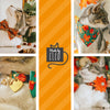 Cat Collar - "Gourd Times" - Pumpkin Cat Collar / Fall, Autumn, Thanksgiving / Peach, Orange & Mint / Breakaway Buckle or Non-Breakaway / Cat, Kitten + Small Dog Sizes