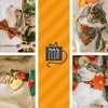 Cat Collar + Flower Set - "Gourd Times" - Pumpkin Cat Collar w/ Peach Felt Flower (Detachable)