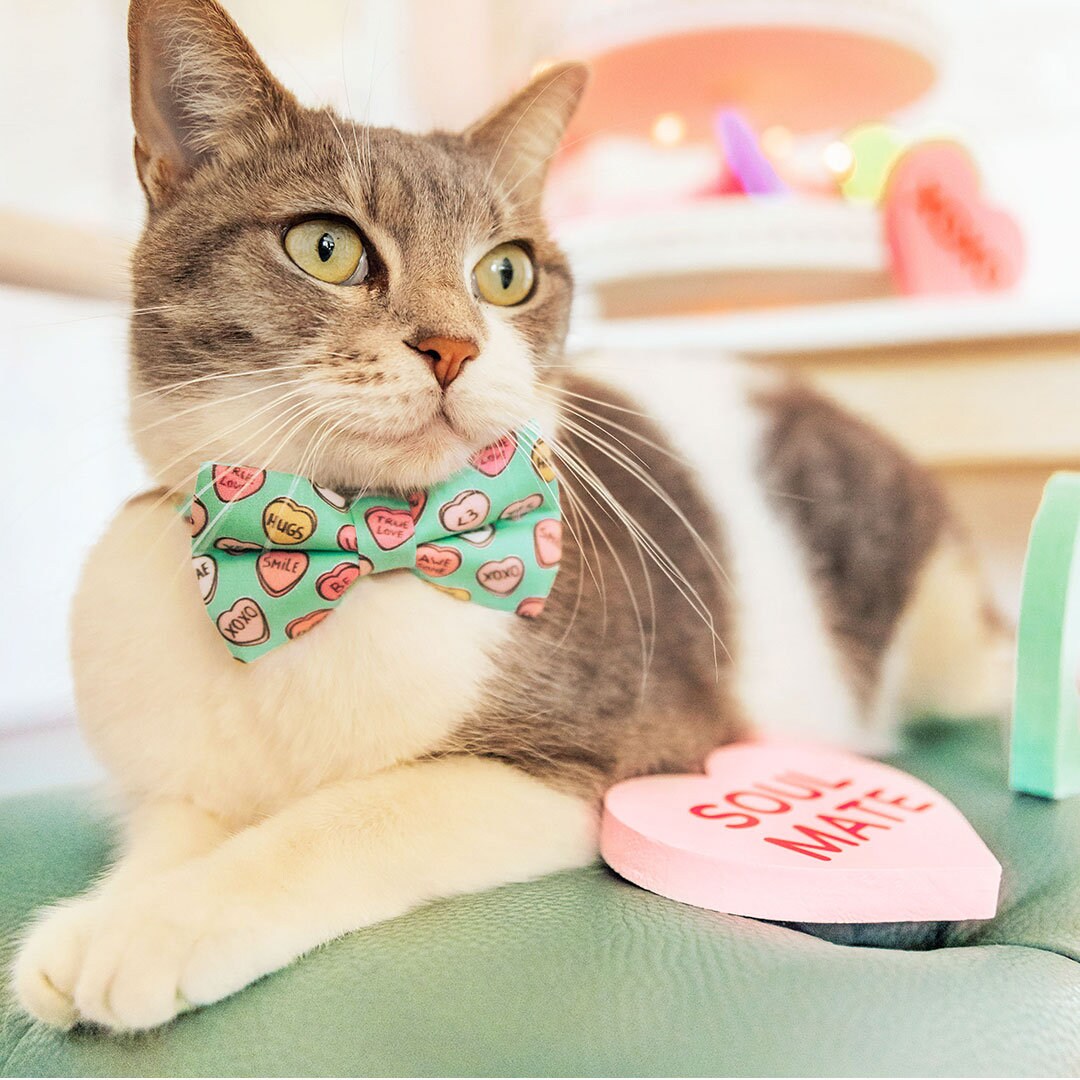 Pet Bow Tie - "Conversation Hearts - Mint" - Candy Heart Sayings Cat Bow Tie / Valentine's Day / For Cats + Small Dogs (One Size)