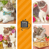 Cat Collar - "Just Peachy" - Peaches Cat Collar / Summer Fruit / Breakaway Buckle or Non-Breakaway / Cat, Kitten + Small Dog Sizes