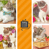 Cat Collar + Flower Set - "Just Peachy" - Peach Fruit Cat Collar w/ Orange Felt Flower (Detachable)