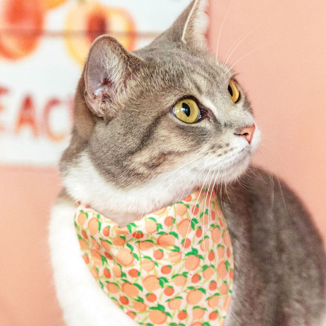Pet Bandana - "Just Peachy" - Peach Bandana for Cat + Small Dog / Peaches Slide-on Bandana / Over-the-Collar (One Size)