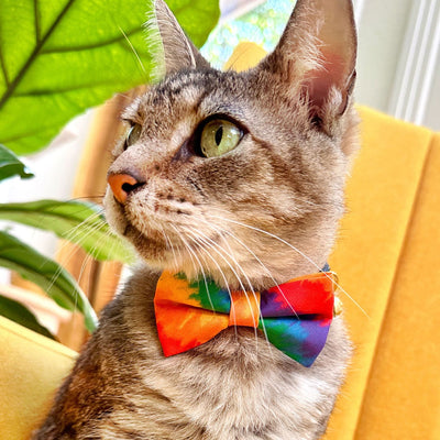 Pet Bow Tie - "Celebration" - Ombre Rainbow Cat Bow / Summer, LGBTQ+ Pride, Fiesta, Birthday / For Cats + Small Dogs (One Size)