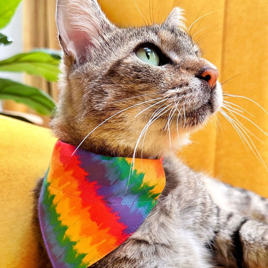 Pet Bandana - "Celebration" - Ombre Rainbow Bandana for Cat + Small Dog / LGBTQ+ Pride, Birthday, Summer, Fiesta / Slide-on Bandana / Over-the-Collar (One Size)