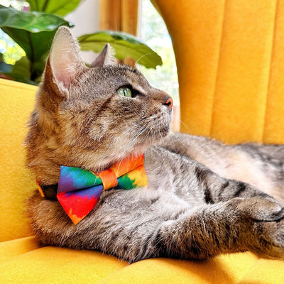 Pet Bow Tie - "Celebration" - Ombre Rainbow Cat Bow / Summer, LGBTQ+ Pride, Fiesta, Birthday / For Cats + Small Dogs (One Size)