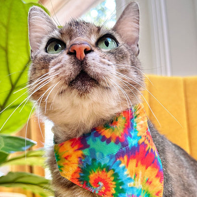 Cat Collar - "Woodstock" - Tie Dye Cat Collar / Summer, Boho, Hippie, LGBTQ+ Pride / Breakaway Buckle or Non-Breakaway / Cat, Kitten + Small Dog Sizes