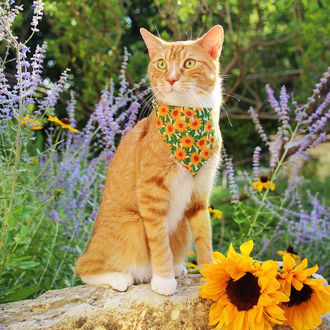 Pet Bandana - "Sunflowers" - Yellow Floral Bandana for Cat + Small Dog / Slide-on Bandana / Over-the-Collar (One Size)