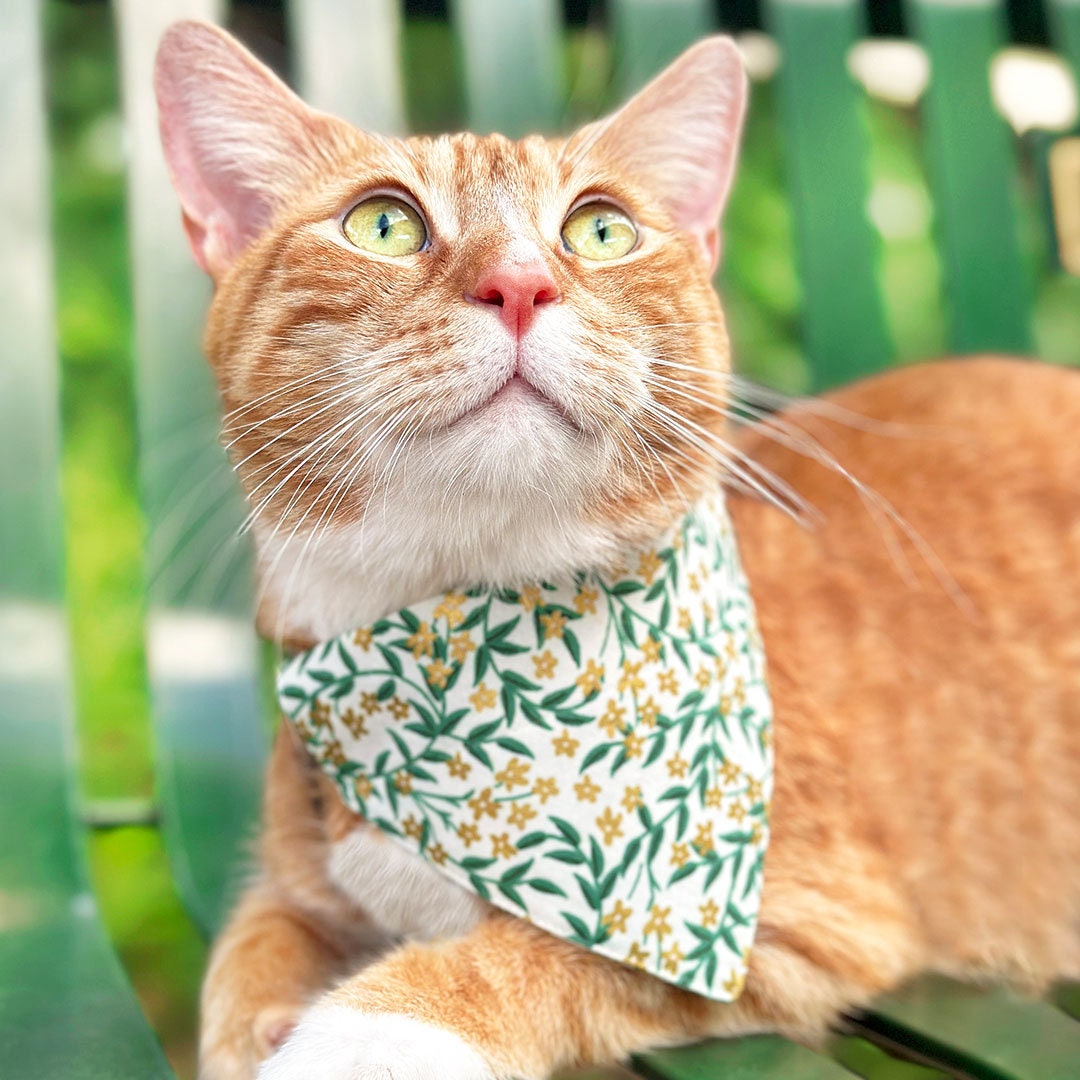 Cat Collar + Flower Set - "Golden Vine" - Rifle Paper Co® Green Leaf Cat Collar w/ Clover Green Felt Flower (Detachable)