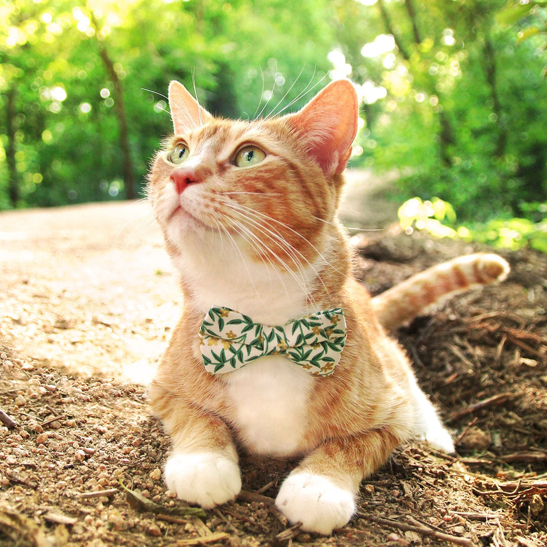 Cat Collar - "Golden Vine" - Rifle Paper Co® Green Leaf Cat Collar / Spring, Summer, Fall, Nature, Forest / Breakaway Buckle or Non-Breakaway / Cat, Kitten + Small Dog Sizes
