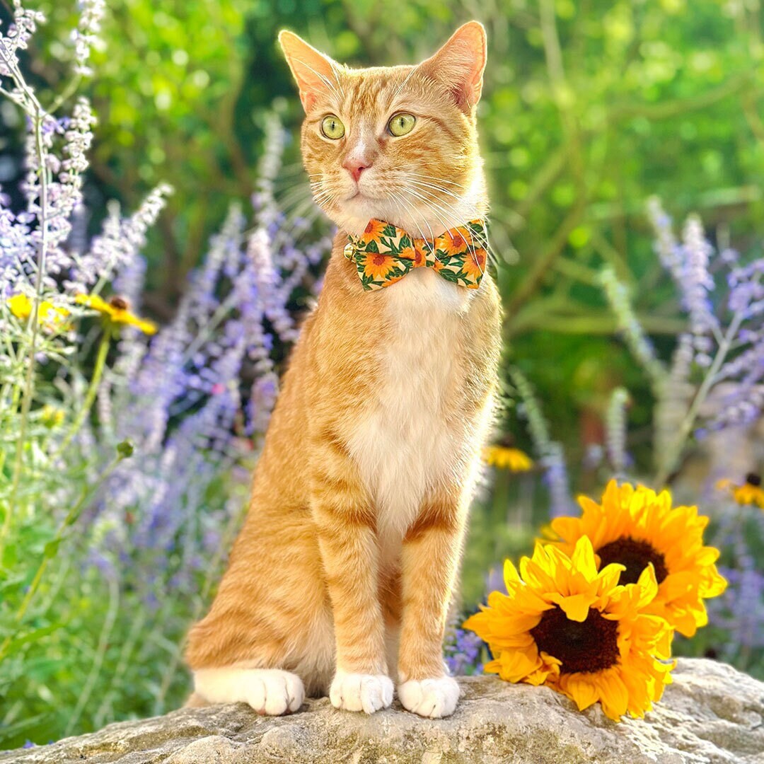 Cat Collar - Nautical Sunset - Coral Red Anchor & Lobster Cat Collar /  Summer, Sailing, Preppy / Breakaway Buckle or Non-Breakaway / Cat, Kitten +