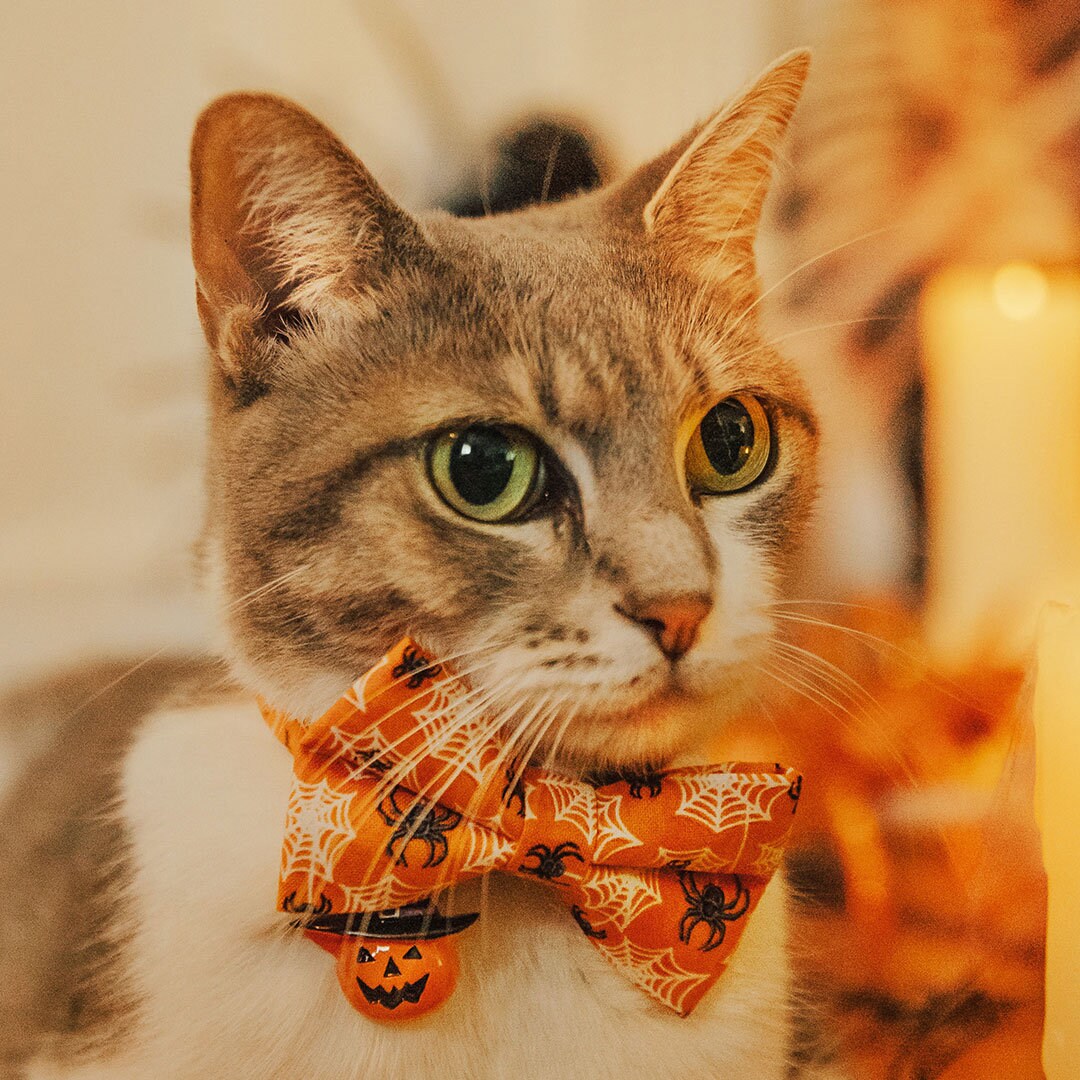 Cat Collar - "Spooky Spiderwebs" - Halloween Glow-in-the-Dark Spider Cat Collar / Breakaway Buckle or Non-Breakaway / Cat, Kitten + Small Dog Sizes