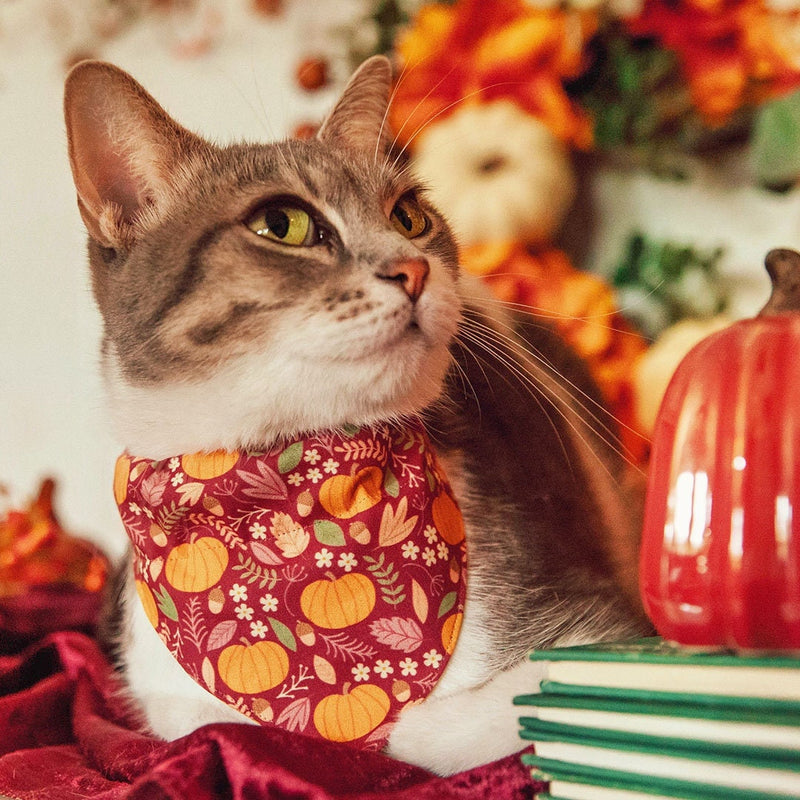Pet Bandana - "Pumpkin Patch - Cranberry" - Burgundy Autumn Harvest Bandana for Cat + Small Dog / Slide-on Bandana / Over-the-Collar (One Size)
