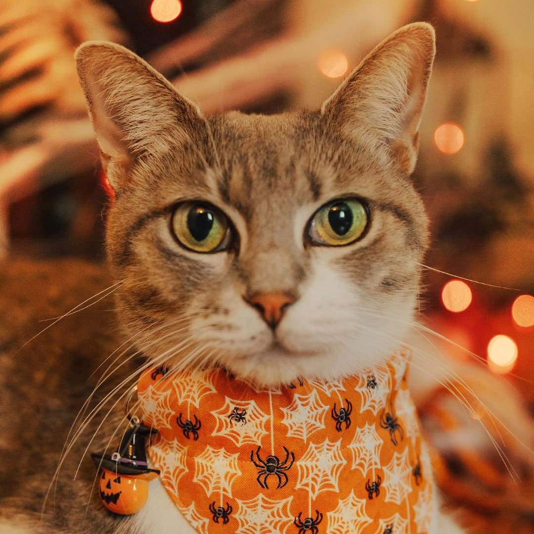 Cat Collar - "Spooky Spiderwebs" - Halloween Glow-in-the-Dark Spider Cat Collar / Breakaway Buckle or Non-Breakaway / Cat, Kitten + Small Dog Sizes