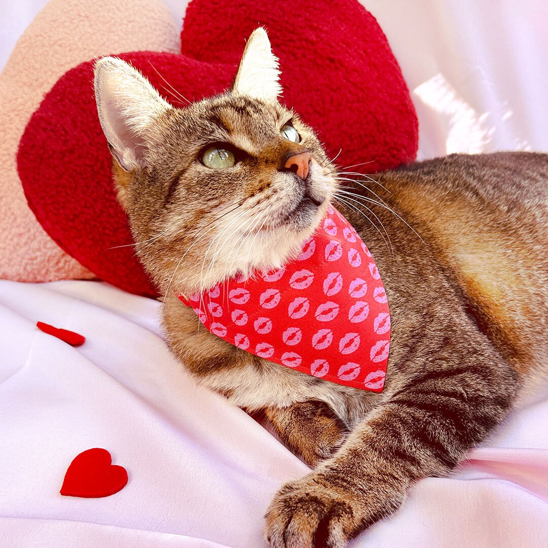 Cat Collar - "Pucker Up" - Red Valentine's Day Cat Collar / Lipstick Kisses / Breakaway Buckle or Non-Breakaway / Cat, Kitten + Small Dog Sizes