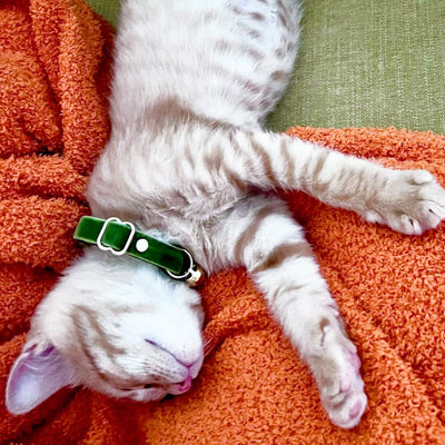 Cat Collar - "Velvet - Leaf Green" - Vibrant Olive Green Velvet - Breakaway Buckle or Non-Breakaway / Cat, Kitten + Small Dog Sizes